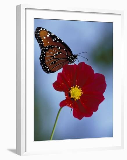 Butterfly on Cosmos in the Woodland Park Zoo, Seattle, Washington, USA-Darrell Gulin-Framed Photographic Print