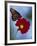 Butterfly on Cosmos in the Woodland Park Zoo, Seattle, Washington, USA-Darrell Gulin-Framed Photographic Print