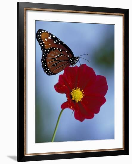 Butterfly on Cosmos in the Woodland Park Zoo, Seattle, Washington, USA-Darrell Gulin-Framed Photographic Print