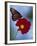 Butterfly on Cosmos in the Woodland Park Zoo, Seattle, Washington, USA-Darrell Gulin-Framed Photographic Print