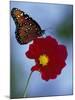 Butterfly on Cosmos in the Woodland Park Zoo, Seattle, Washington, USA-Darrell Gulin-Mounted Photographic Print