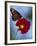 Butterfly on Cosmos in the Woodland Park Zoo, Seattle, Washington, USA-Darrell Gulin-Framed Photographic Print