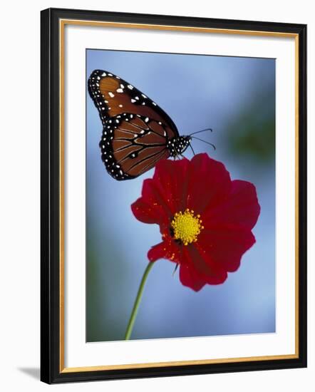 Butterfly on Cosmos in the Woodland Park Zoo, Seattle, Washington, USA-Darrell Gulin-Framed Photographic Print