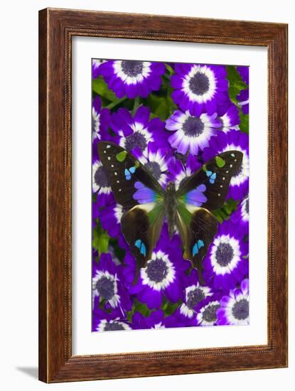 Butterfly on Purple Daisies-Darrell Gulin-Framed Photographic Print