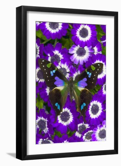 Butterfly on Purple Daisies-Darrell Gulin-Framed Photographic Print