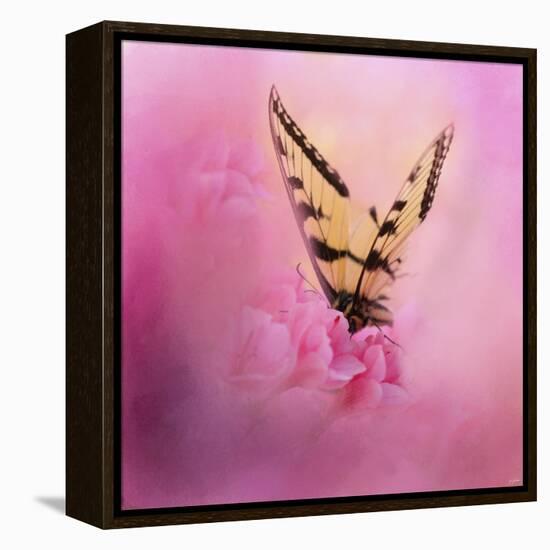 Butterfly on the Azaleas-Jai Johnson-Framed Premier Image Canvas