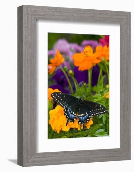 Butterfly on Yellow Flowers-Darrell Gulin-Framed Photographic Print