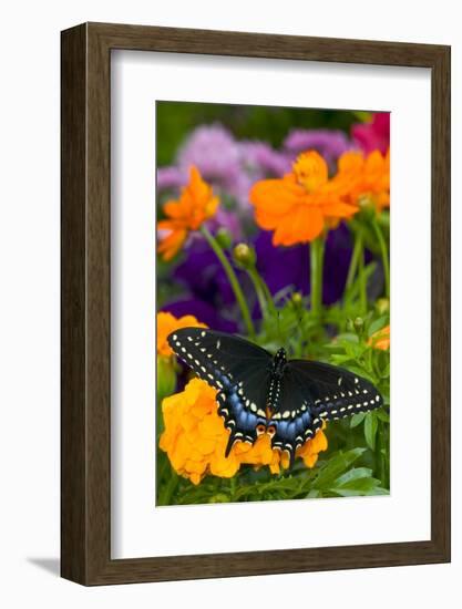 Butterfly on Yellow Flowers-Darrell Gulin-Framed Photographic Print