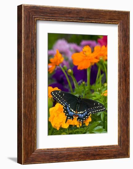 Butterfly on Yellow Flowers-Darrell Gulin-Framed Photographic Print
