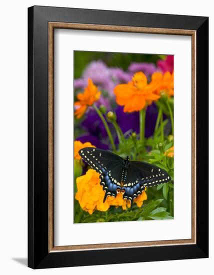 Butterfly on Yellow Flowers-Darrell Gulin-Framed Photographic Print