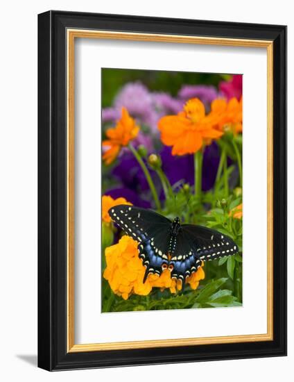 Butterfly on Yellow Flowers-Darrell Gulin-Framed Photographic Print