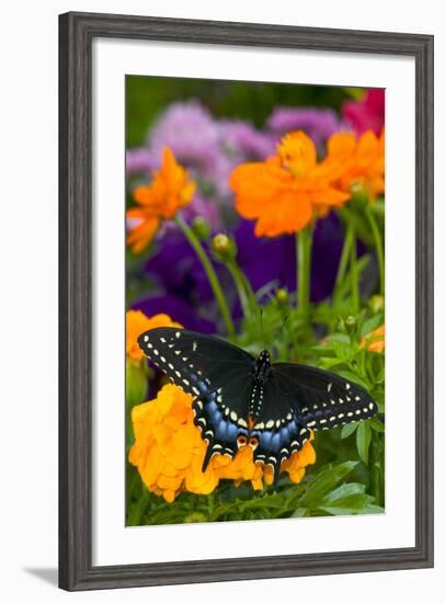 Butterfly on Yellow Flowers-Darrell Gulin-Framed Photographic Print