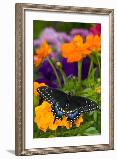 Butterfly on Yellow Flowers-Darrell Gulin-Framed Photographic Print