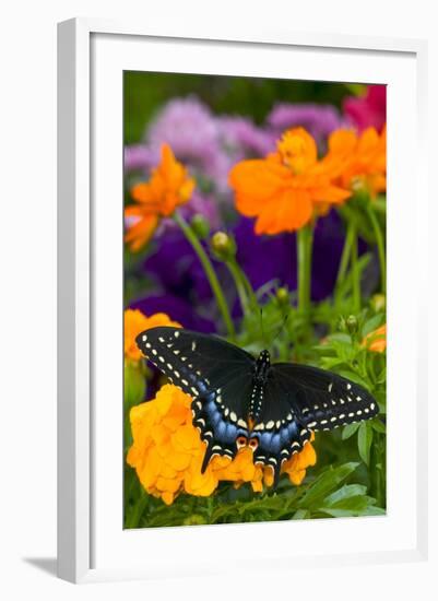 Butterfly on Yellow Flowers-Darrell Gulin-Framed Photographic Print