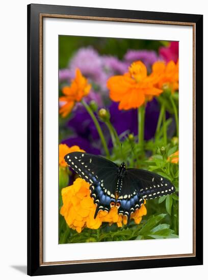 Butterfly on Yellow Flowers-Darrell Gulin-Framed Photographic Print