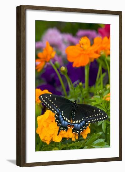 Butterfly on Yellow Flowers-Darrell Gulin-Framed Photographic Print