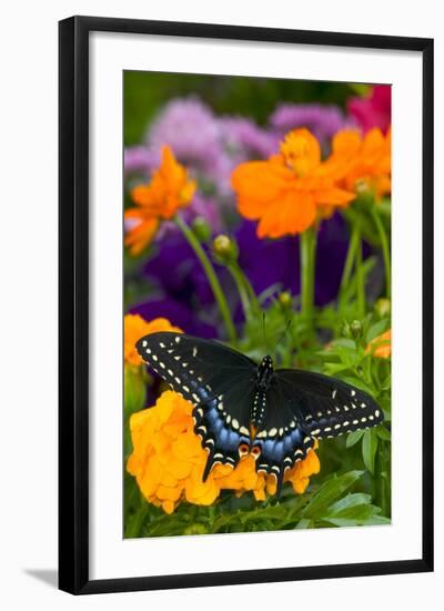 Butterfly on Yellow Flowers-Darrell Gulin-Framed Photographic Print