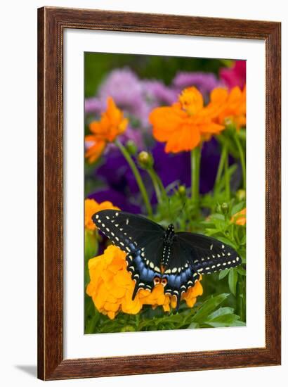 Butterfly on Yellow Flowers-Darrell Gulin-Framed Photographic Print