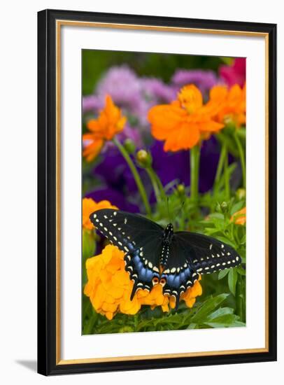 Butterfly on Yellow Flowers-Darrell Gulin-Framed Photographic Print