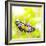 Butterfly. Parantica Aspasia (Yellow Glassy Tiger) Feeding On Flower-szefei-Framed Photographic Print