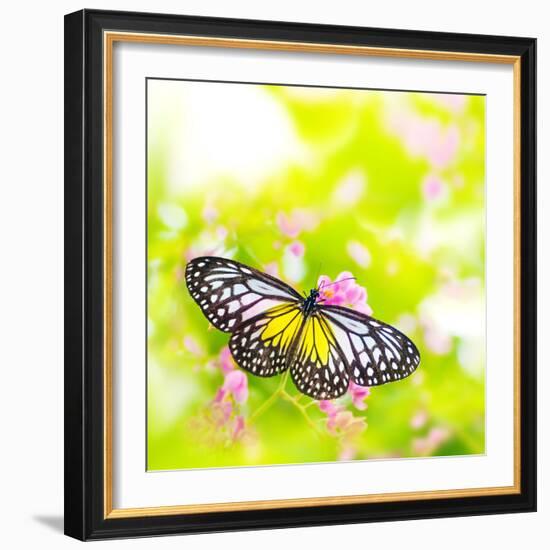 Butterfly. Parantica Aspasia (Yellow Glassy Tiger) Feeding On Flower-szefei-Framed Photographic Print