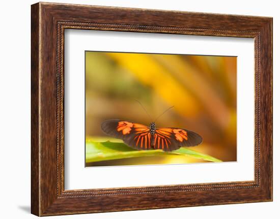 Butterfly passion flower butterfly, Heliconius, sits on leaves-Alexander Georgiadis-Framed Photographic Print