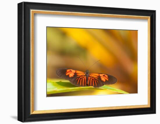 Butterfly passion flower butterfly, Heliconius, sits on leaves-Alexander Georgiadis-Framed Photographic Print