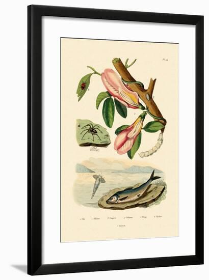 Butterfly Pea, 1833-39-null-Framed Giclee Print