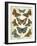 Butterfly Plate-Jean Plout-Framed Giclee Print