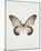 Butterfly Press-Irene Suchocki-Mounted Giclee Print