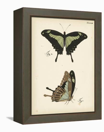 Butterfly Profile III-Vision Studio-Framed Stretched Canvas