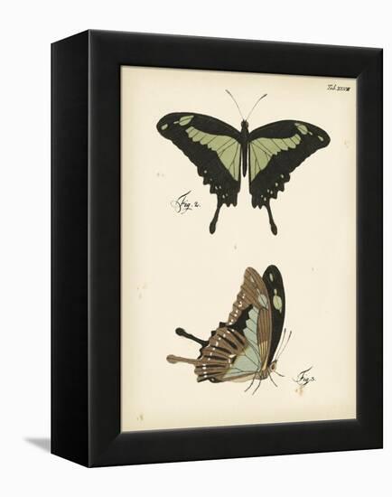 Butterfly Profile III-Vision Studio-Framed Stretched Canvas