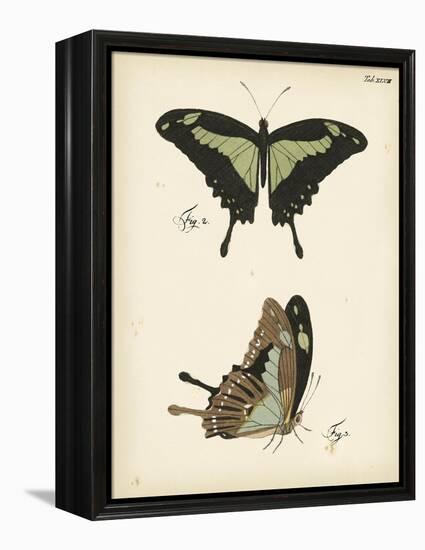 Butterfly Profile III-Vision Studio-Framed Stretched Canvas