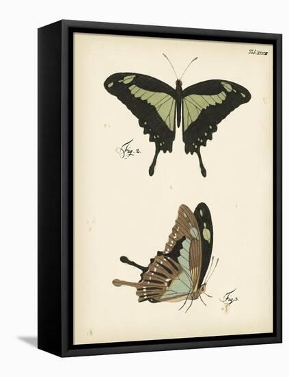 Butterfly Profile III-Vision Studio-Framed Stretched Canvas