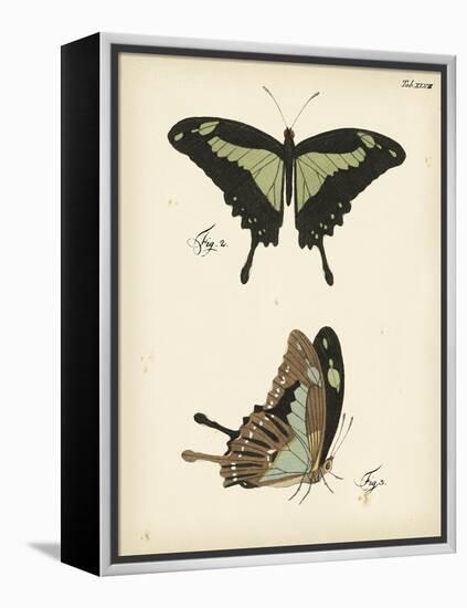 Butterfly Profile III-Vision Studio-Framed Stretched Canvas