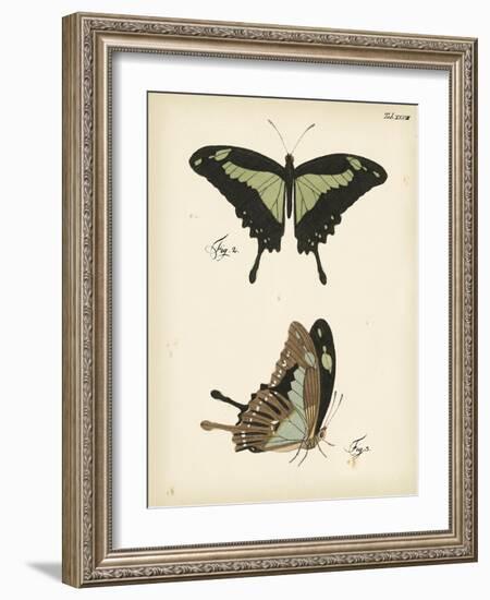 Butterfly Profile III-Vision Studio-Framed Art Print