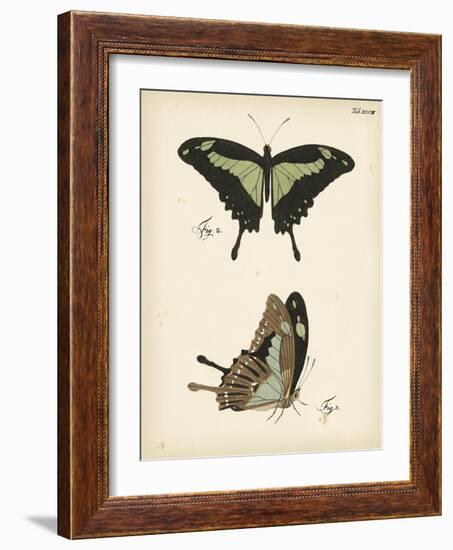 Butterfly Profile III-Vision Studio-Framed Art Print