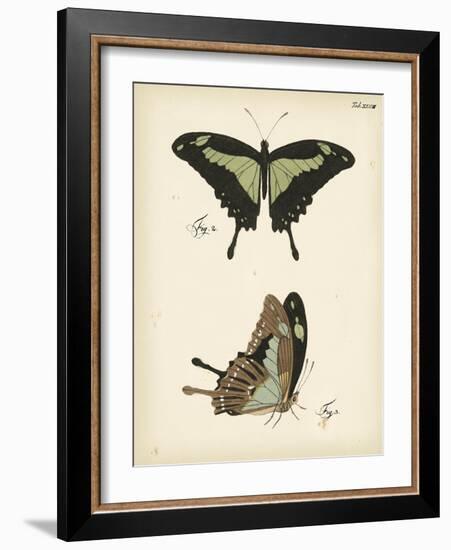 Butterfly Profile III-Vision Studio-Framed Art Print