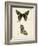 Butterfly Profile IV-Vision Studio-Framed Art Print