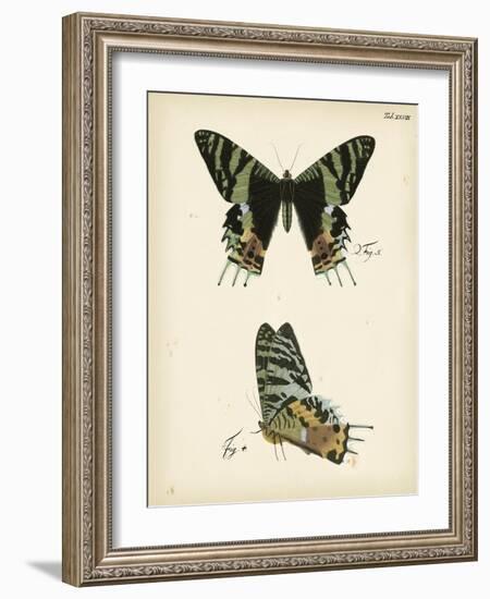 Butterfly Profile IV-Vision Studio-Framed Art Print