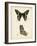 Butterfly Profile IV-Vision Studio-Framed Art Print