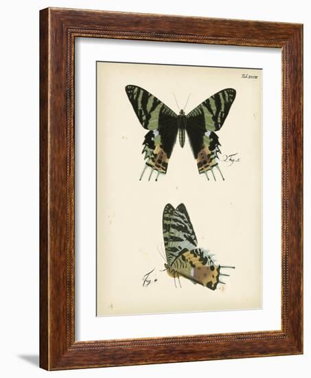 Butterfly Profile IV-Vision Studio-Framed Art Print