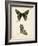 Butterfly Profile IV-Vision Studio-Framed Art Print