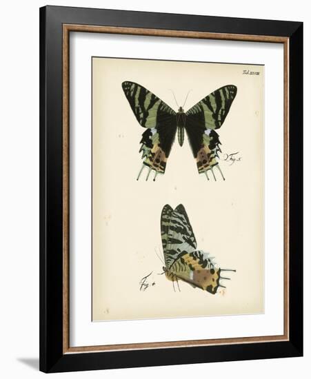 Butterfly Profile IV-Vision Studio-Framed Art Print