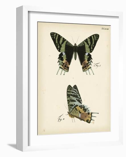 Butterfly Profile IV-Vision Studio-Framed Art Print