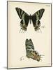 Butterfly Profile IV-Vision Studio-Mounted Art Print