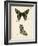 Butterfly Profile IV-Vision Studio-Framed Art Print