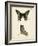 Butterfly Profile IV-Vision Studio-Framed Art Print