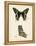 Butterfly Profile IV-Vision Studio-Framed Stretched Canvas