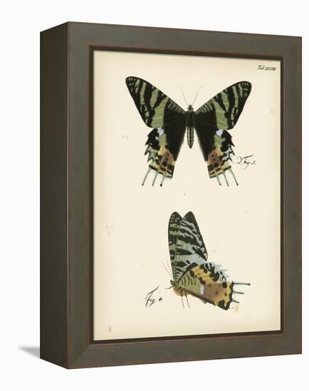 Butterfly Profile IV-Vision Studio-Framed Stretched Canvas